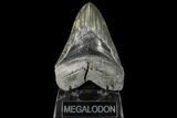 Serrated, Fossil Megalodon Tooth #134288-2